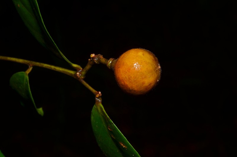 Xanthophyllum octandrum photo 7