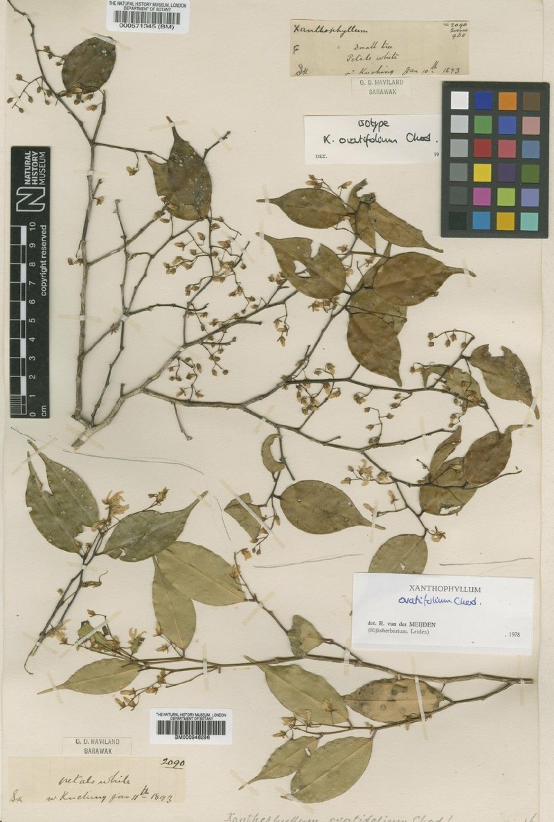 Xanthophyllum ovatifolium