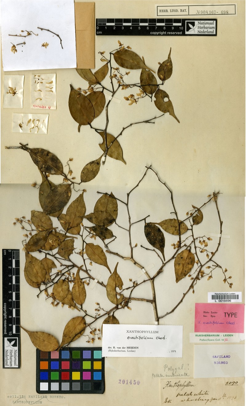 Xanthophyllum ovatifolium photo 3