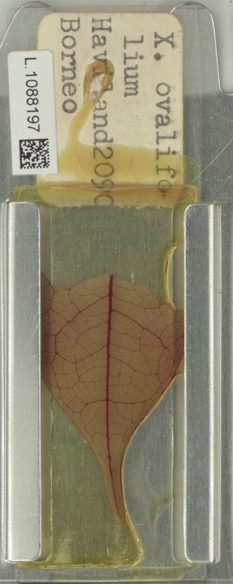 Xanthophyllum ovatifolium photo 4