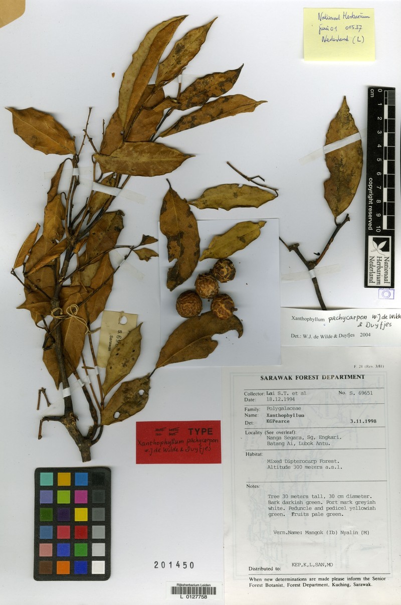 Xanthophyllum pachycarpon