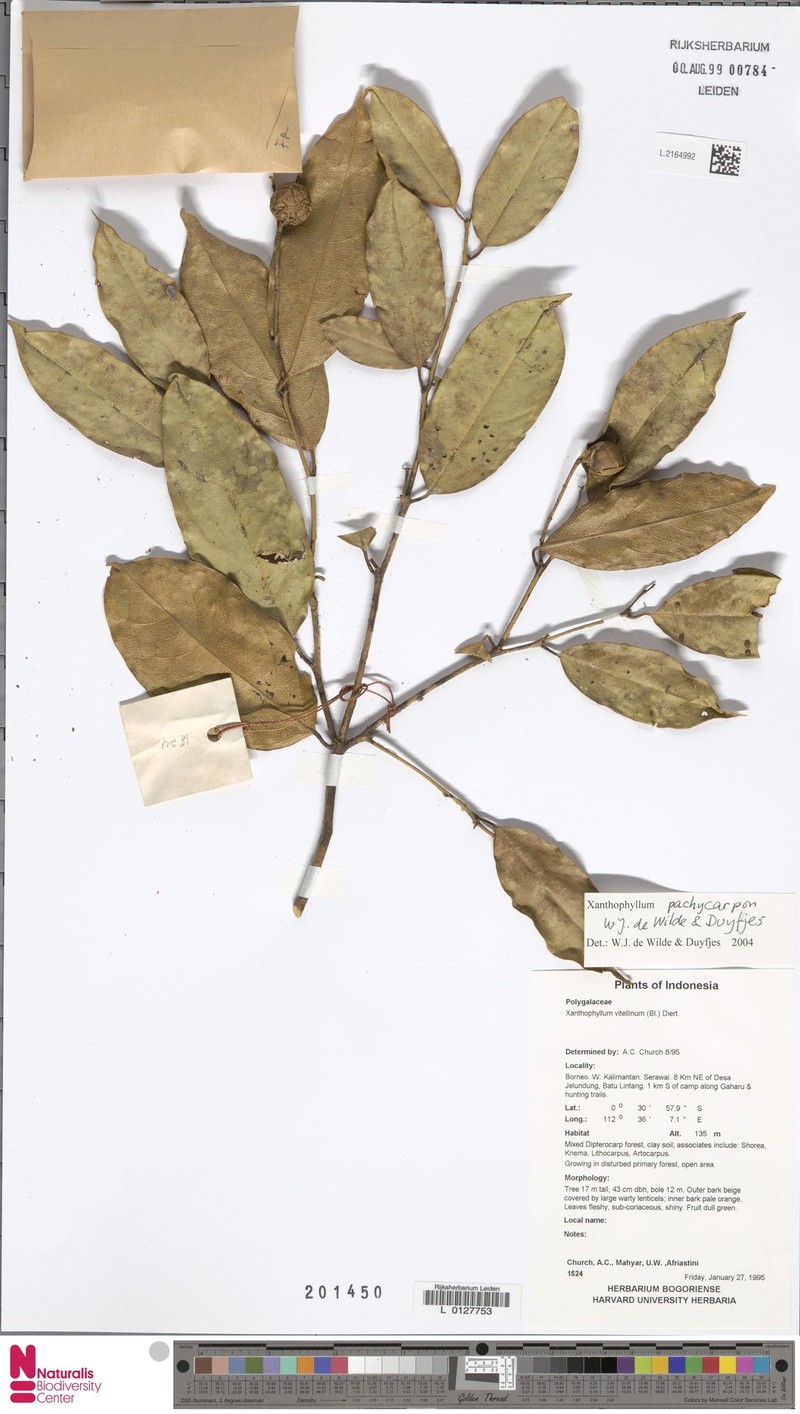 Xanthophyllum pachycarpon photo 2