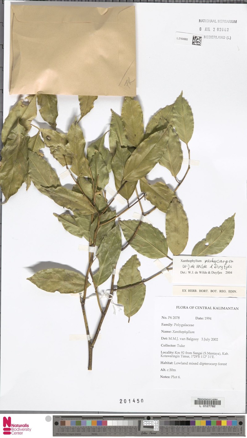 Xanthophyllum pachycarpon photo 3