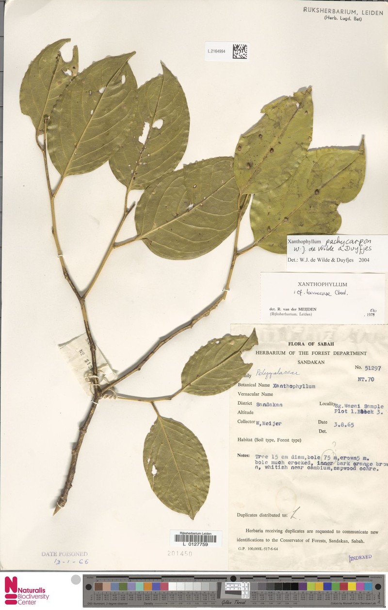 Xanthophyllum pachycarpon photo 4