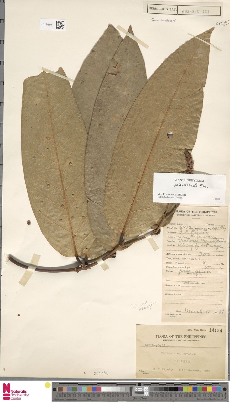 Xanthophyllum palawanense