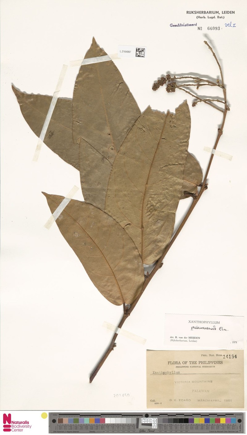 Xanthophyllum palawanense photo 3