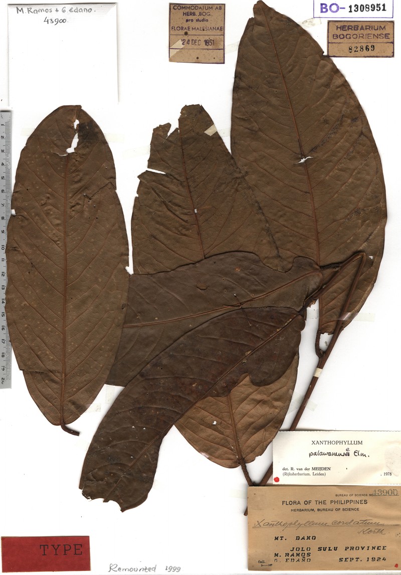 Xanthophyllum palawanense photo 4
