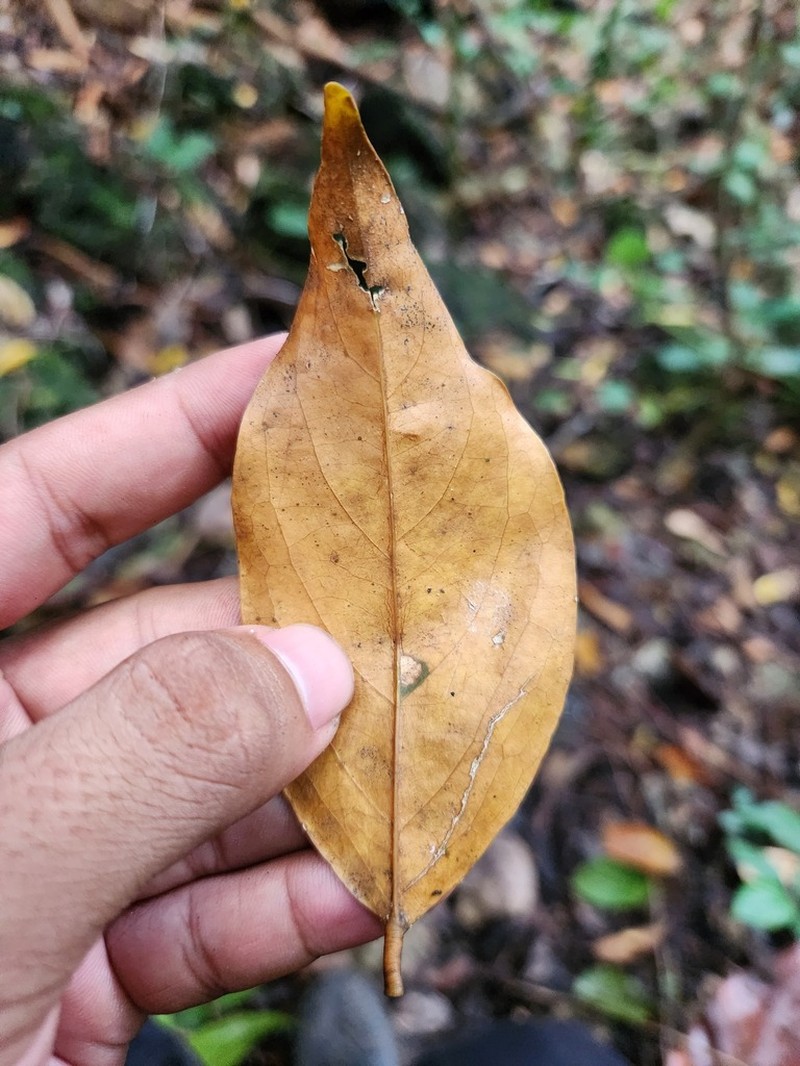 Xanthophyllum papuanum