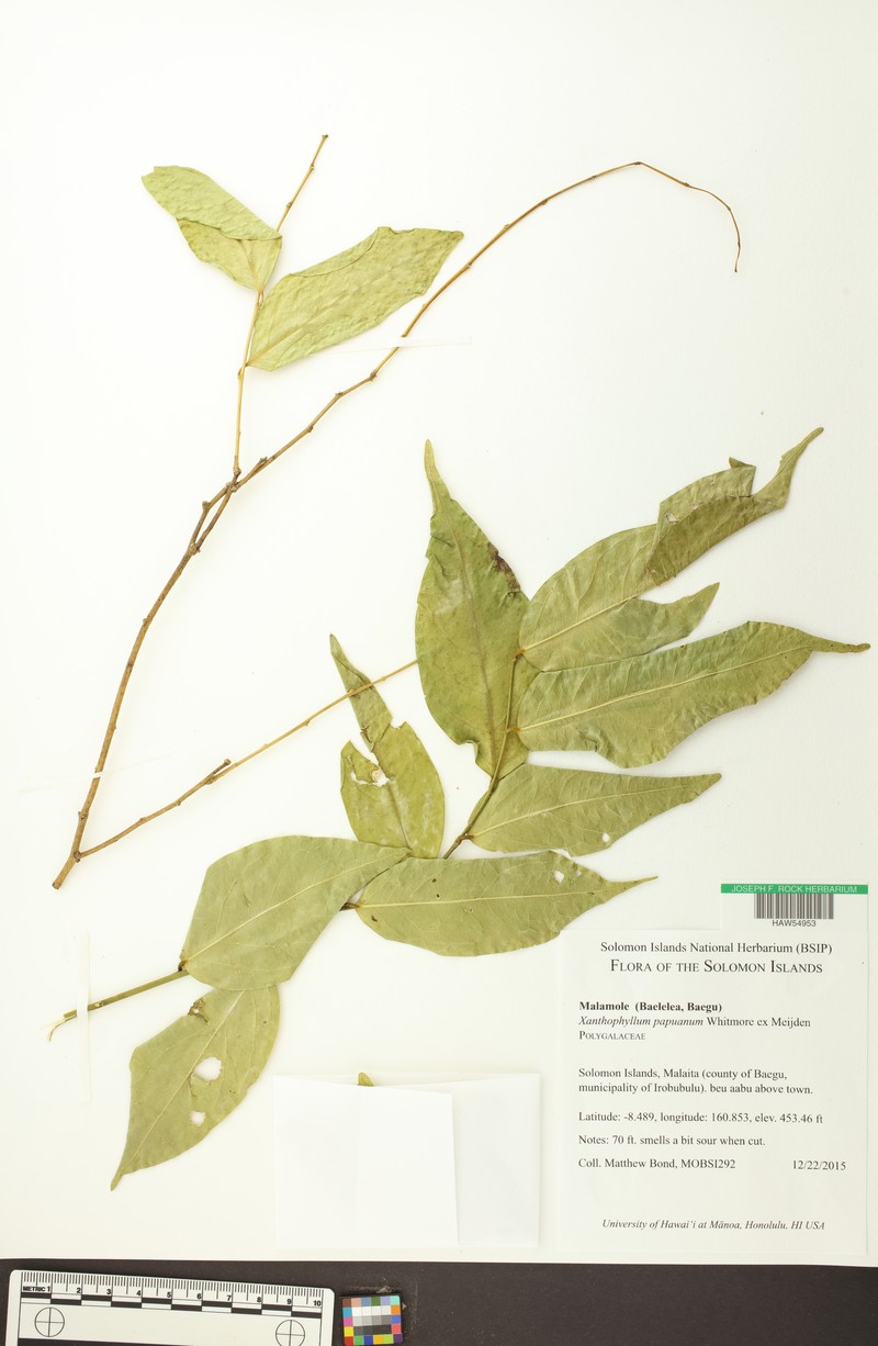 Xanthophyllum papuanum photo 2