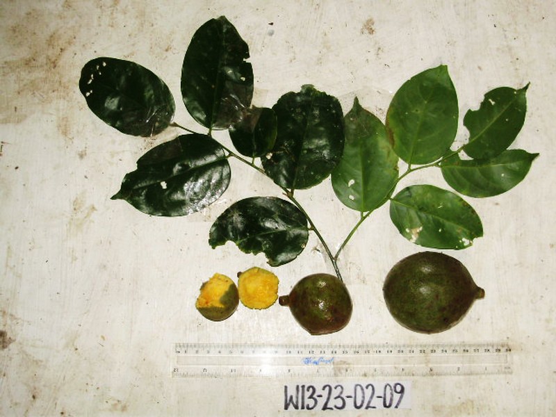 Xanthophyllum papuanum photo 3