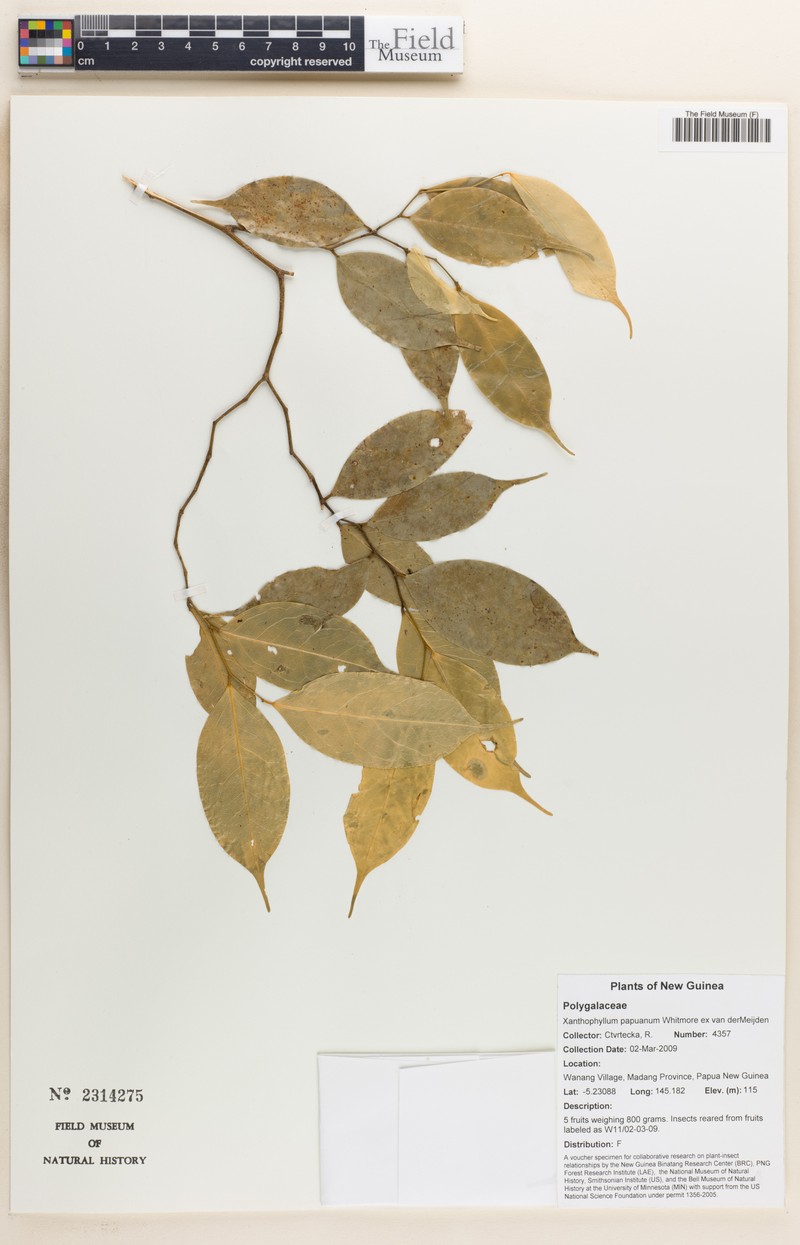 Xanthophyllum papuanum photo 4