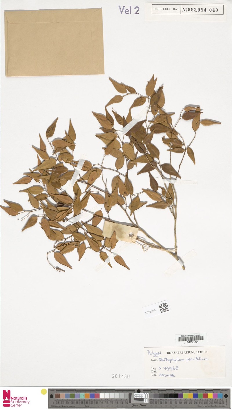 Xanthophyllum parvifolium