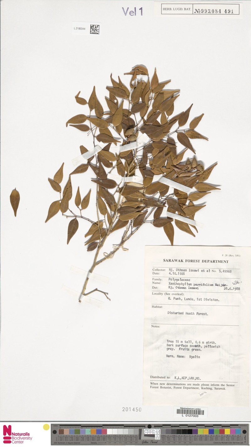 Xanthophyllum parvifolium photo 2