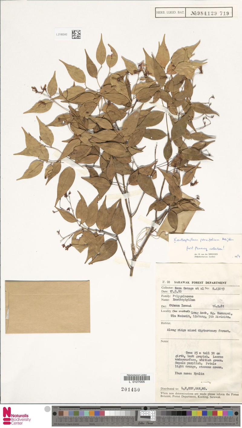 Xanthophyllum parvifolium photo 3