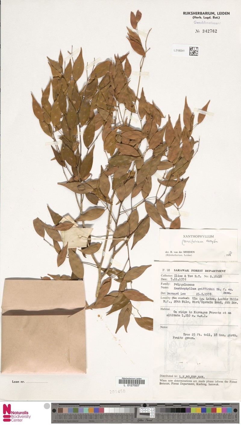 Xanthophyllum parvifolium photo 4