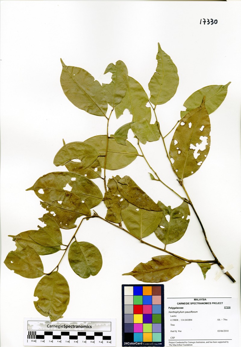 Xanthophyllum pauciflorum