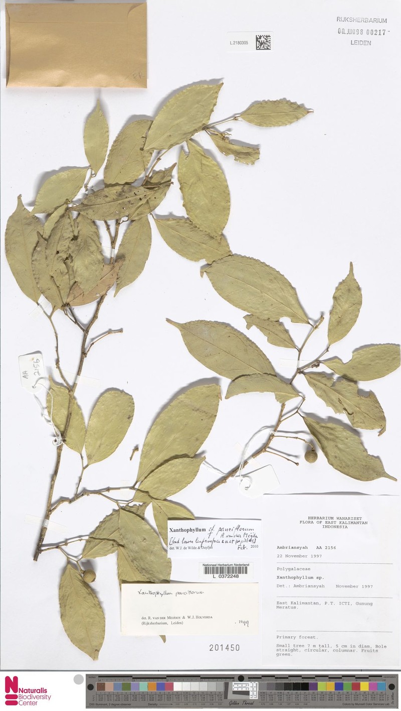 Xanthophyllum pauciflorum photo 2