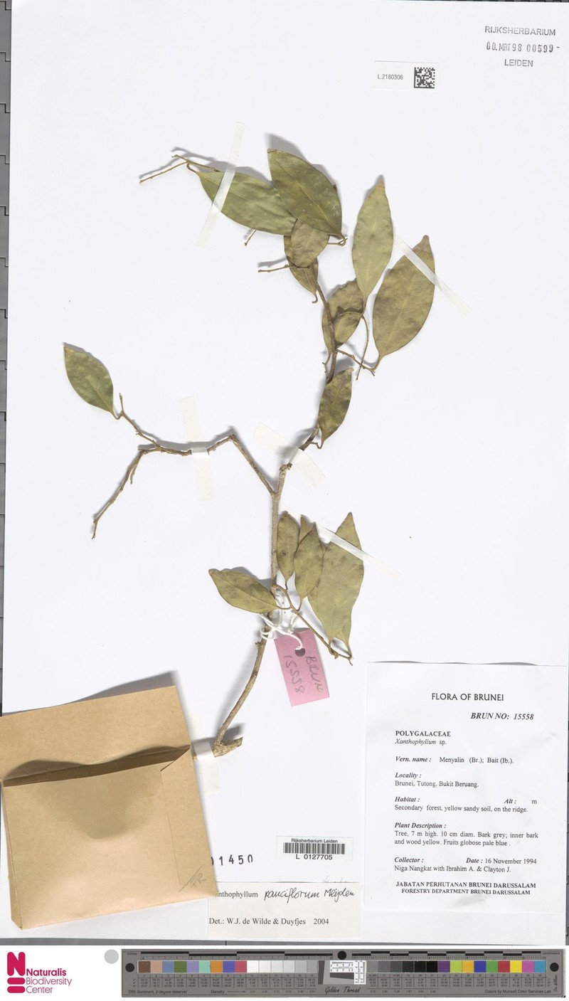 Xanthophyllum pauciflorum photo 3