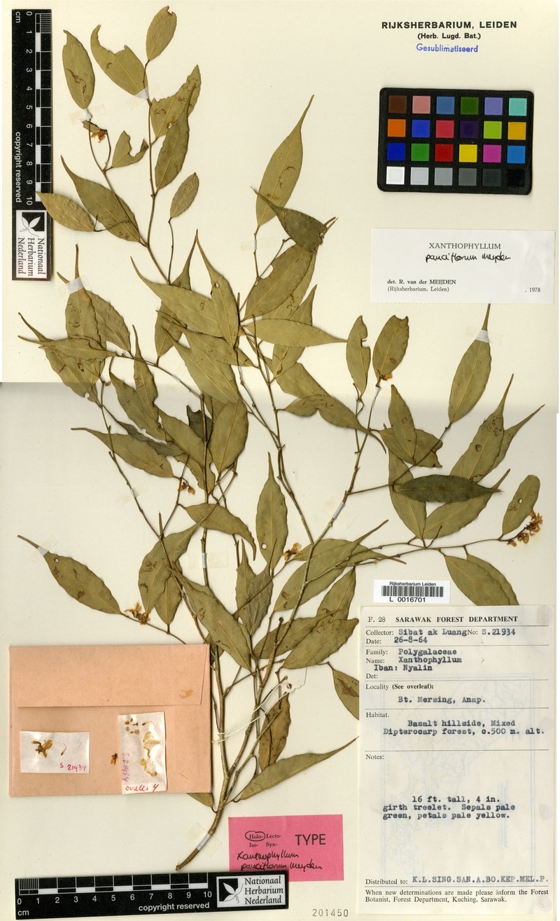 Xanthophyllum pauciflorum photo 4