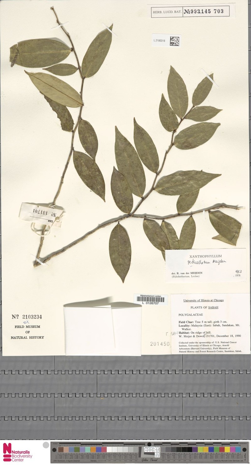 Xanthophyllum pedicellatum