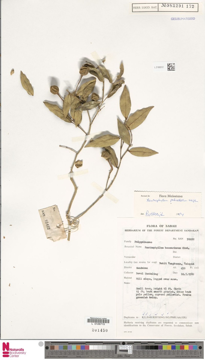Xanthophyllum pedicellatum photo 2