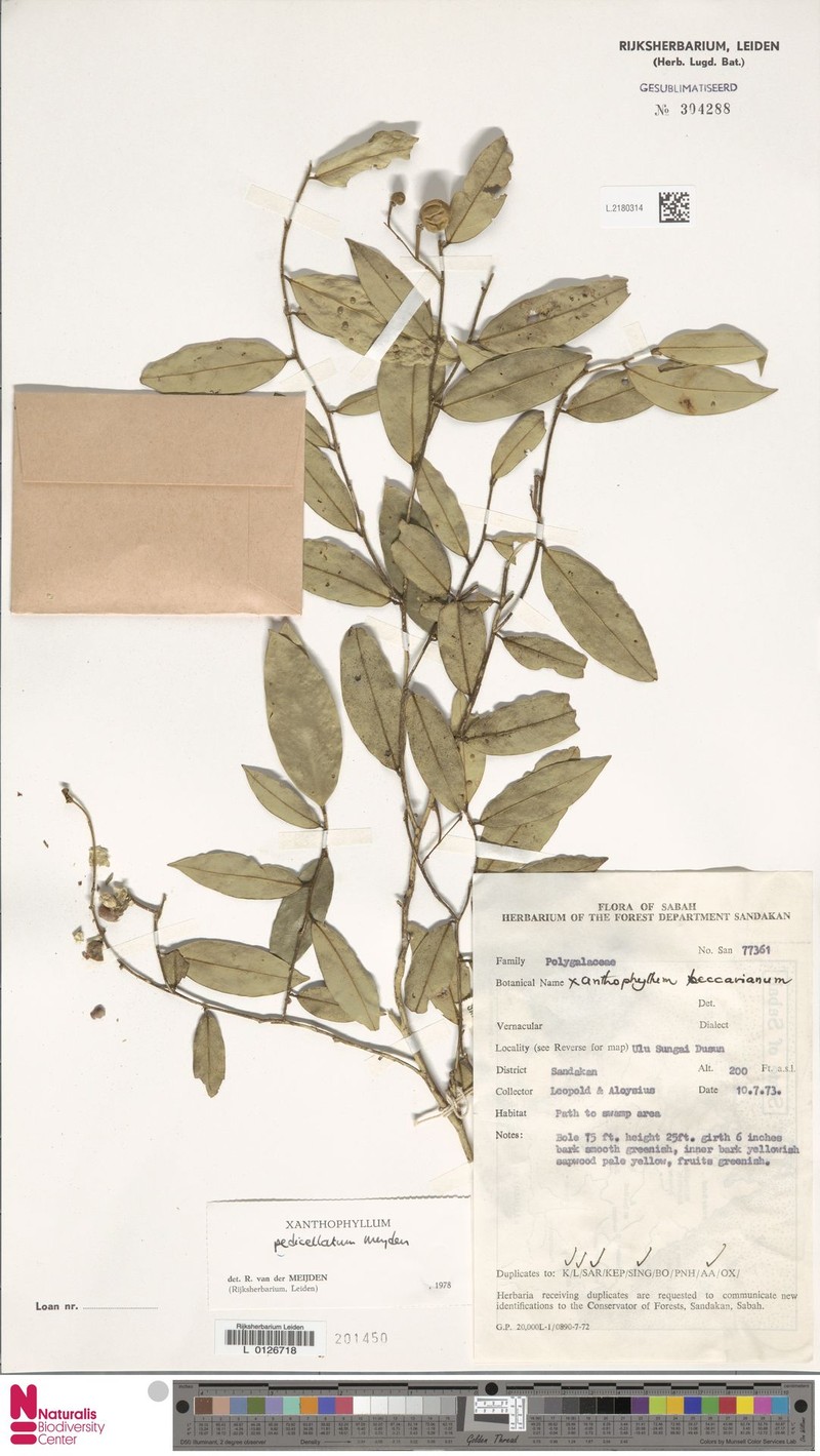 Xanthophyllum pedicellatum photo 3