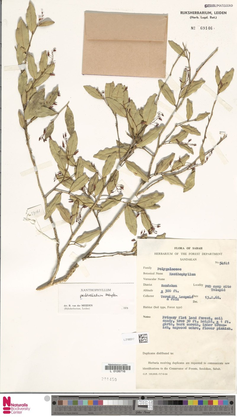 Xanthophyllum pedicellatum photo 4