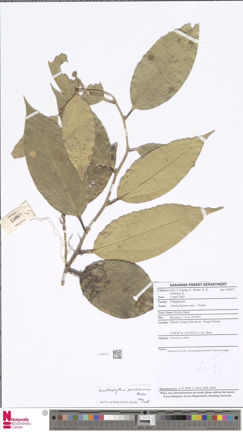 Xanthophyllum penibukanense