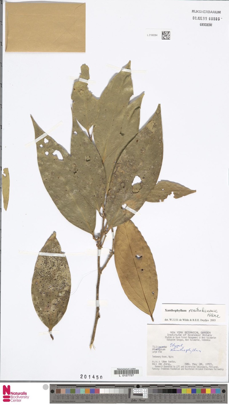Xanthophyllum penibukanense photo 3