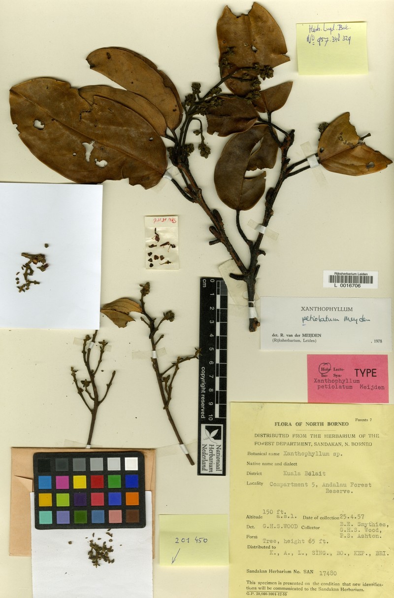 Xanthophyllum petiolatum