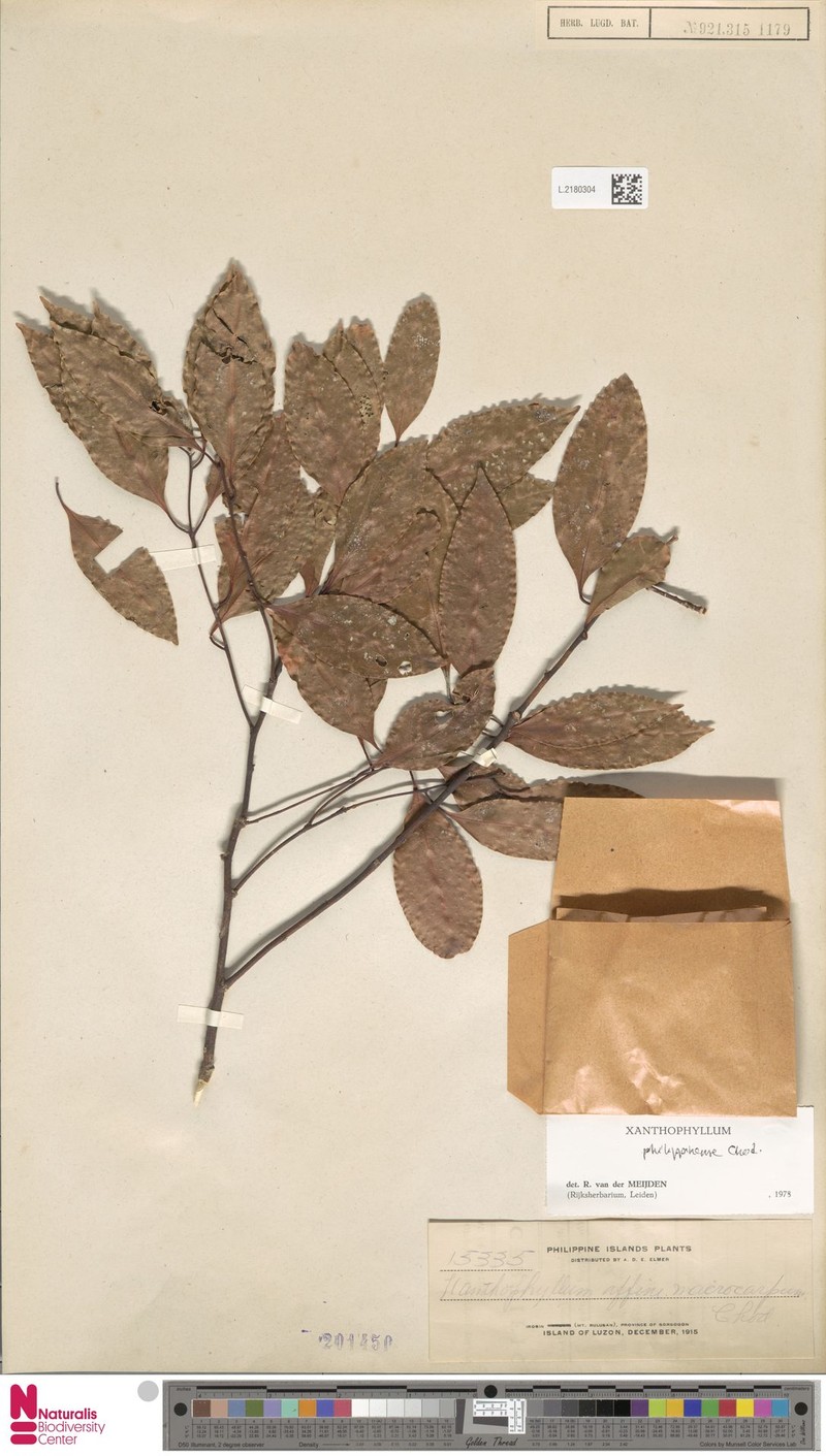 Xanthophyllum philippinense