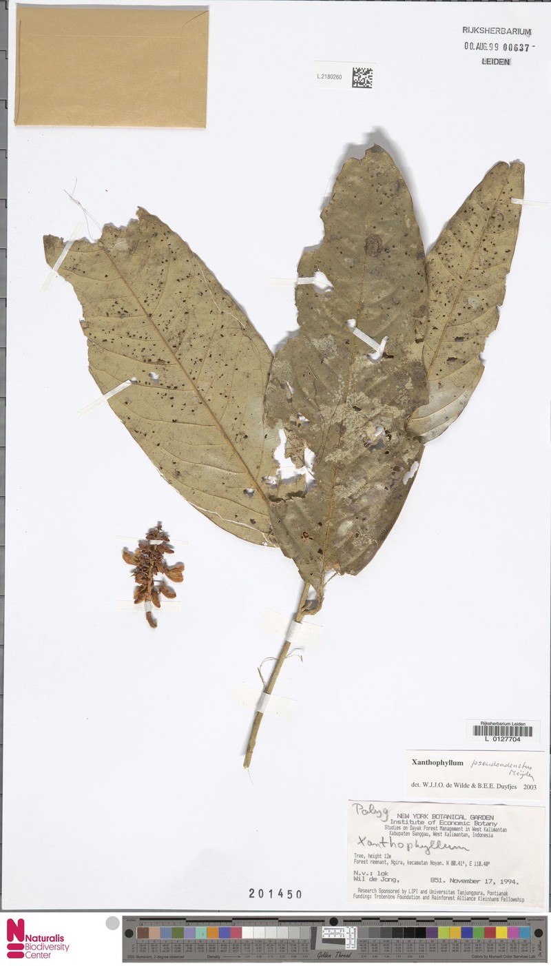 Xanthophyllum pseudoadenotus