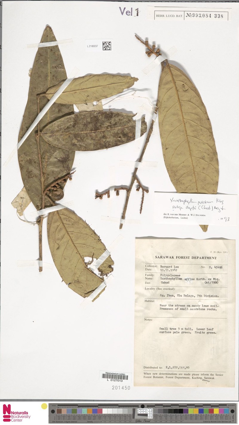 Xanthophyllum pseudoadenotus photo 2