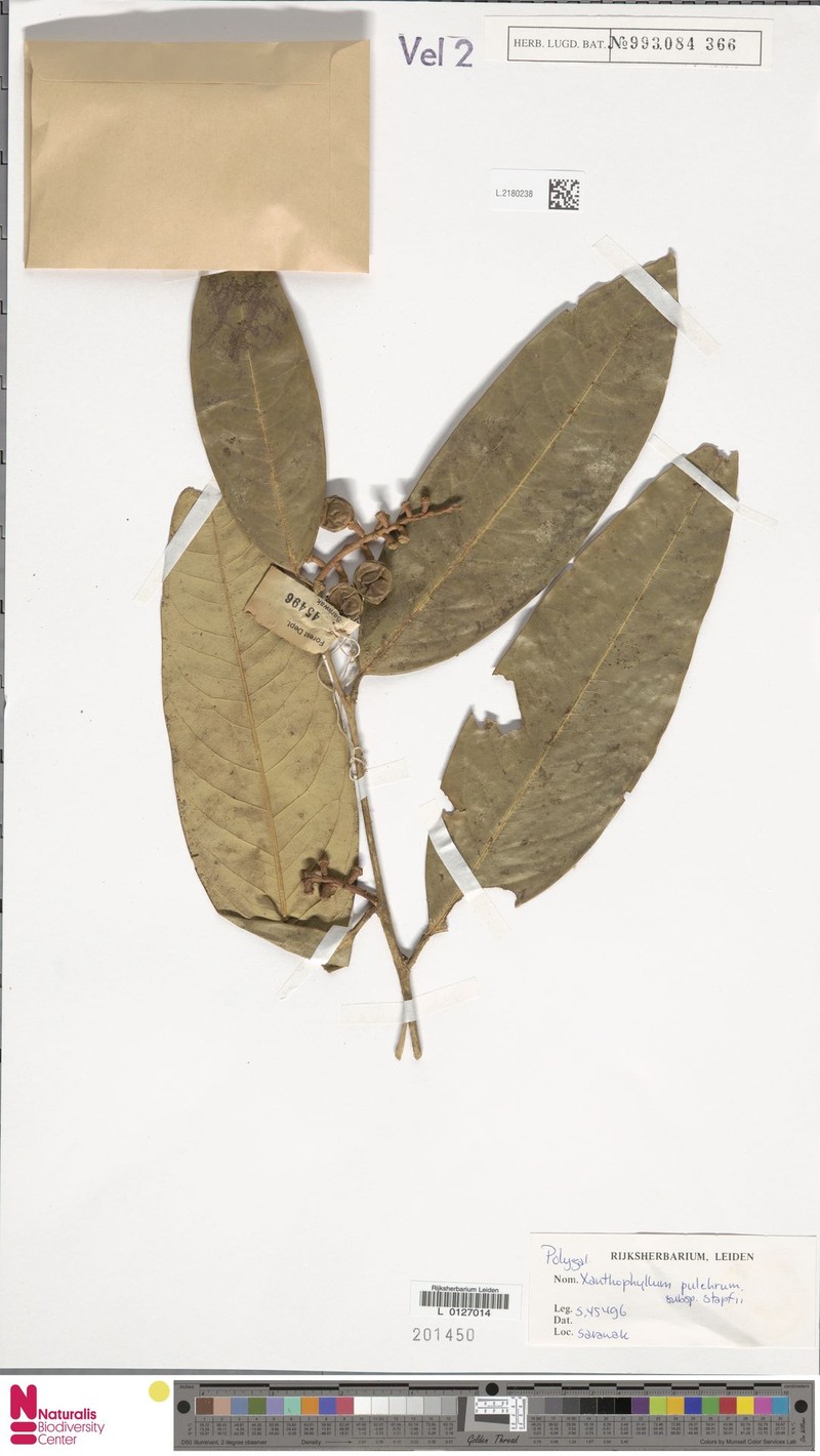 Xanthophyllum pseudoadenotus photo 3