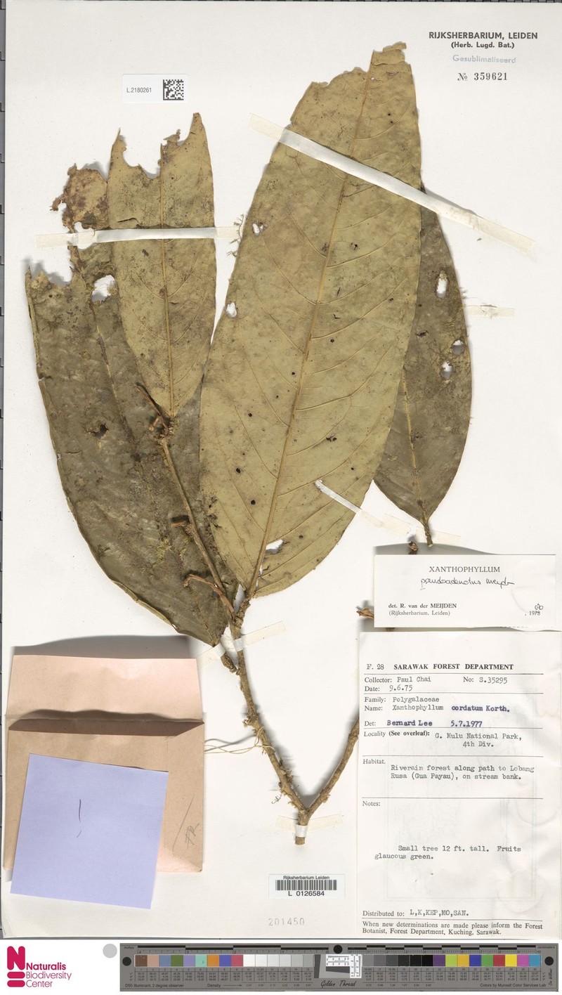 Xanthophyllum pseudoadenotus photo 4