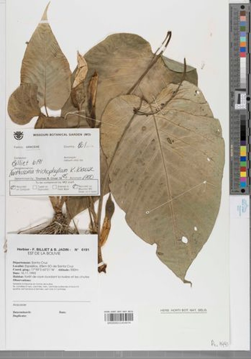 Xanthophyllum pubescens