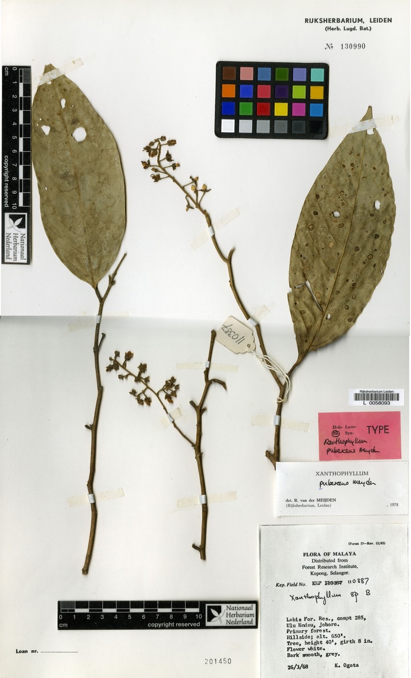 Xanthophyllum pubescens photo 2