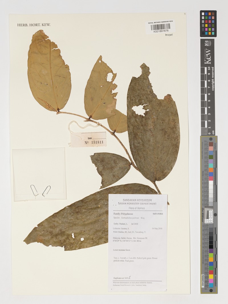 Xanthophyllum pulchrum
