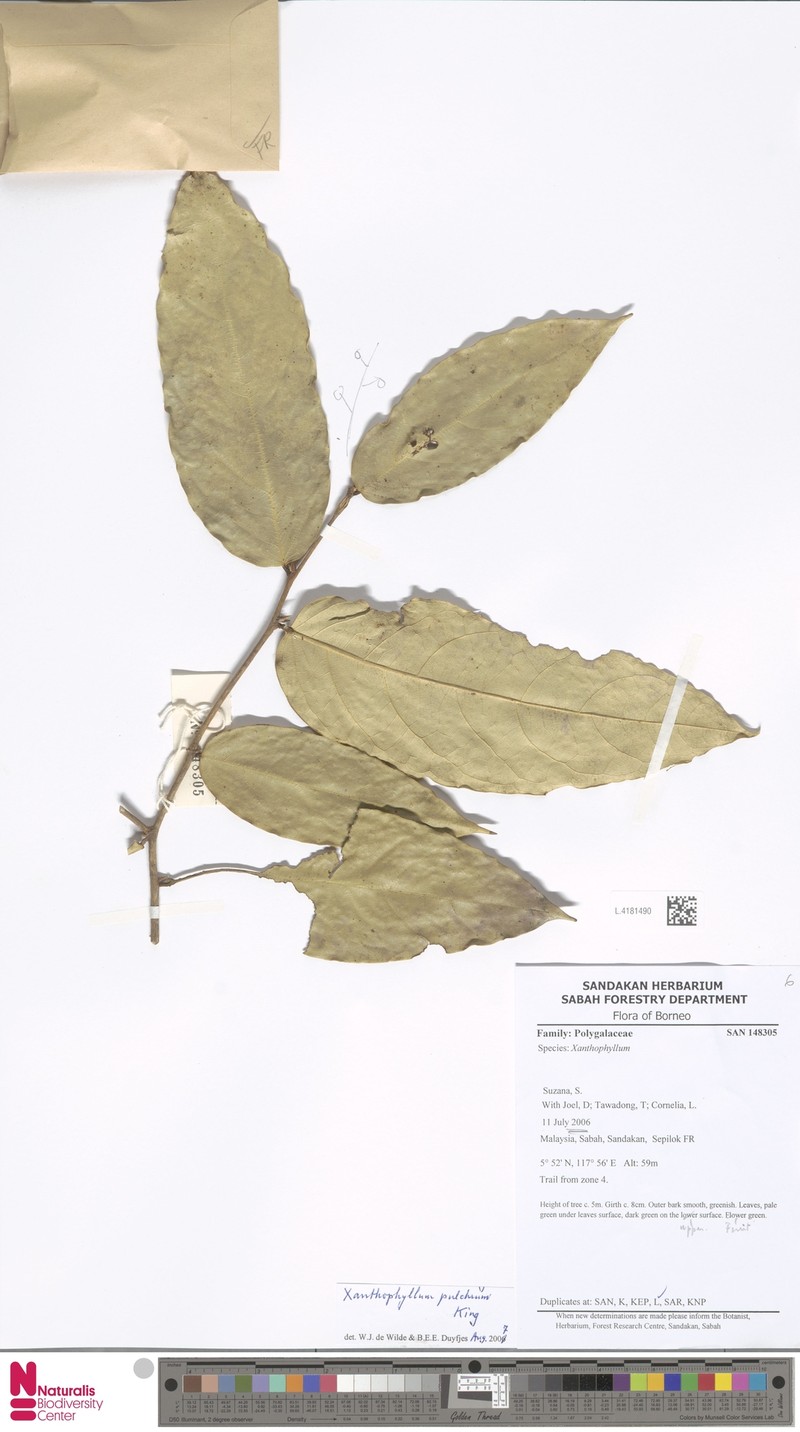 Xanthophyllum pulchrum photo 2