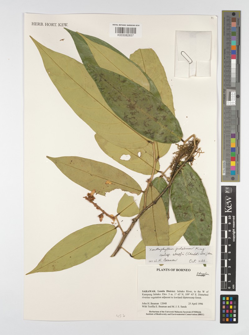 Xanthophyllum pulchrum photo 3