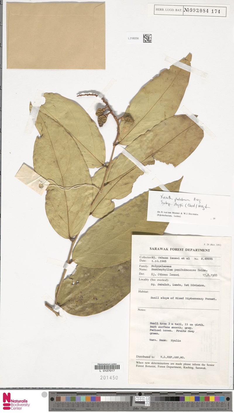 Xanthophyllum pulchrum photo 4