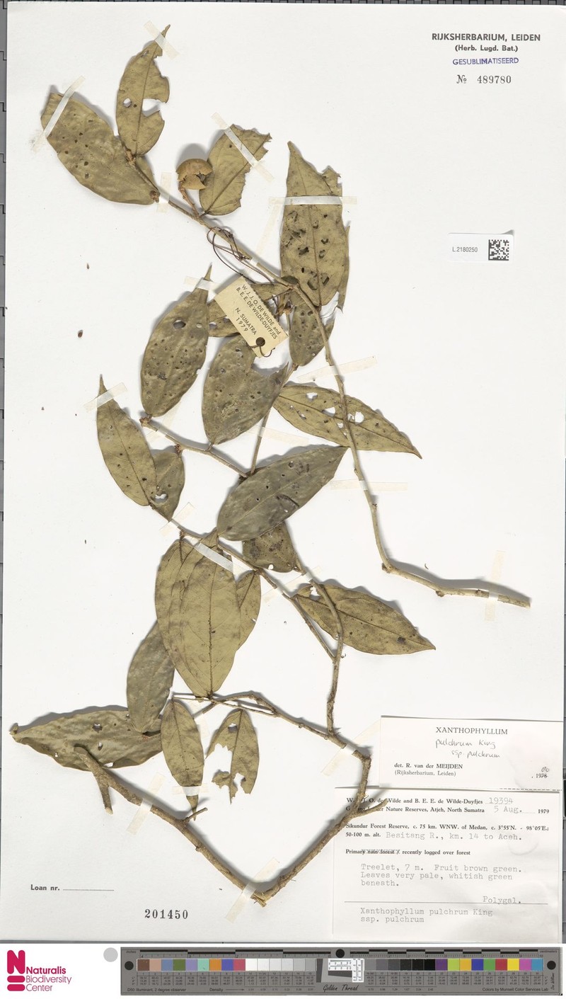 Xanthophyllum pulchrum subsp. pulchrum