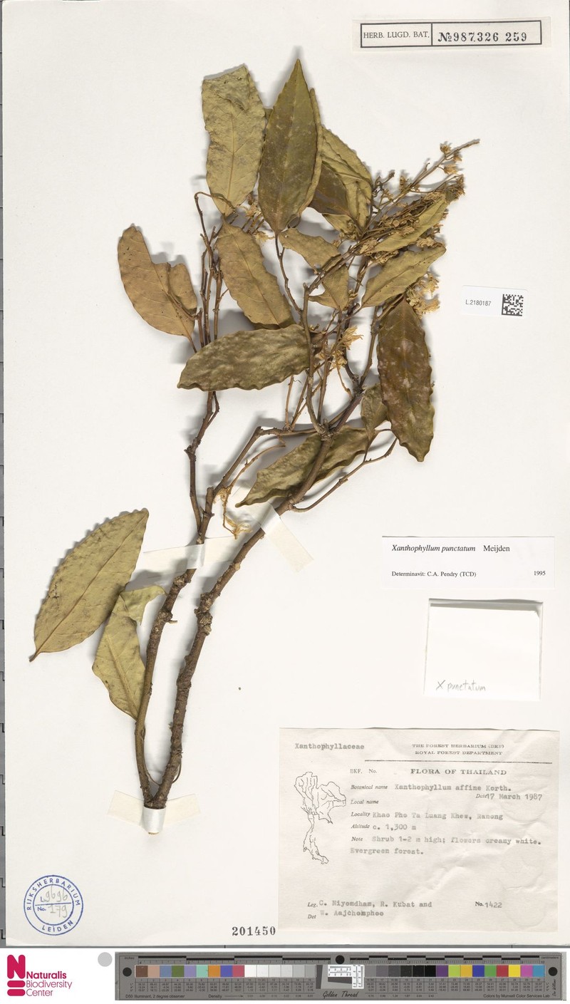 Xanthophyllum punctatum