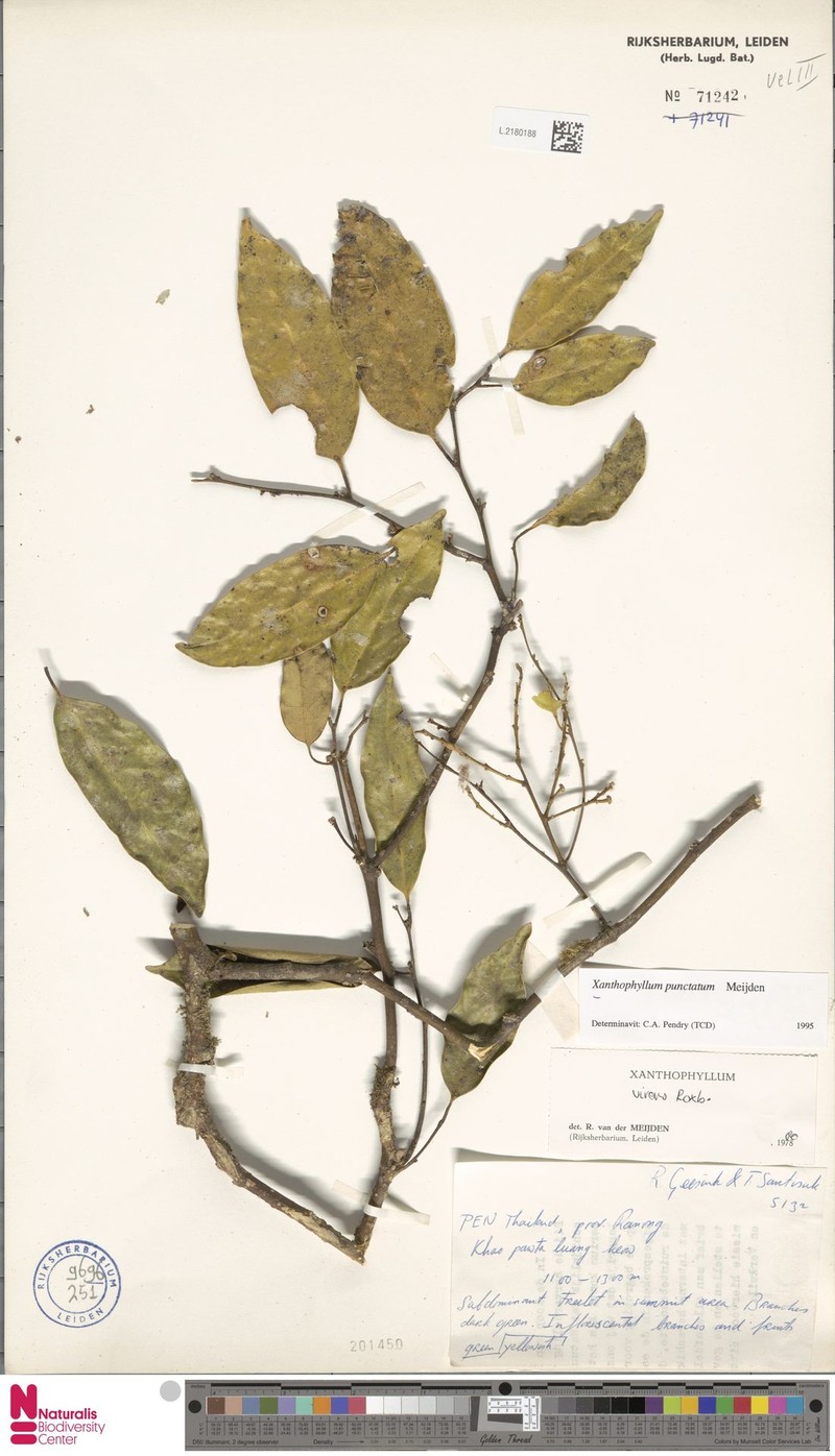 Xanthophyllum punctatum photo 2
