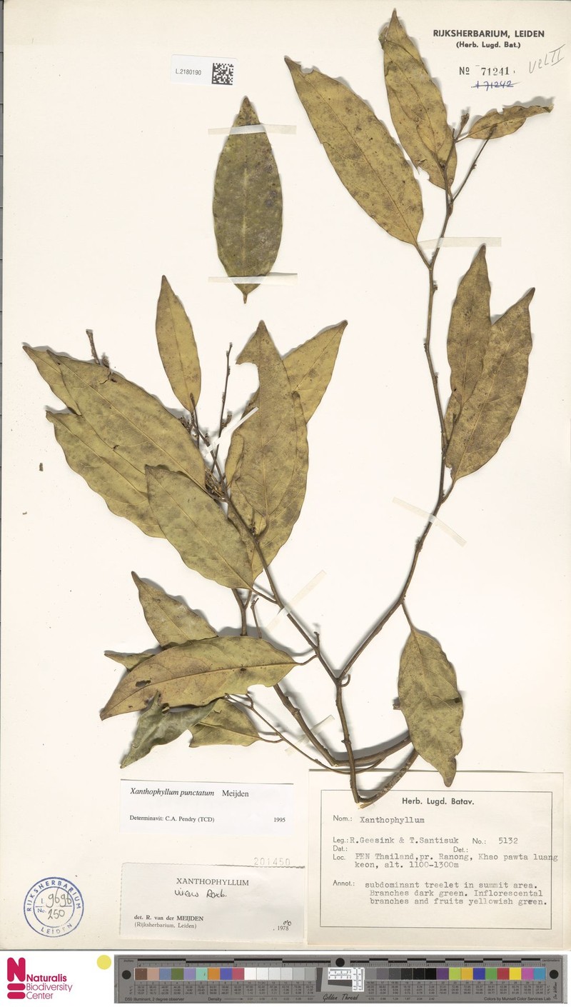 Xanthophyllum punctatum photo 3