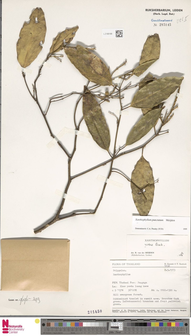 Xanthophyllum punctatum photo 4