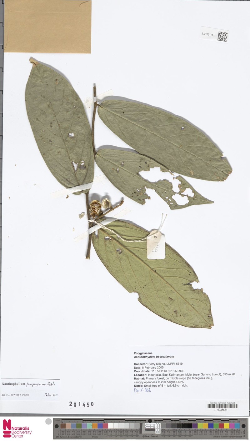 Xanthophyllum purpureum
