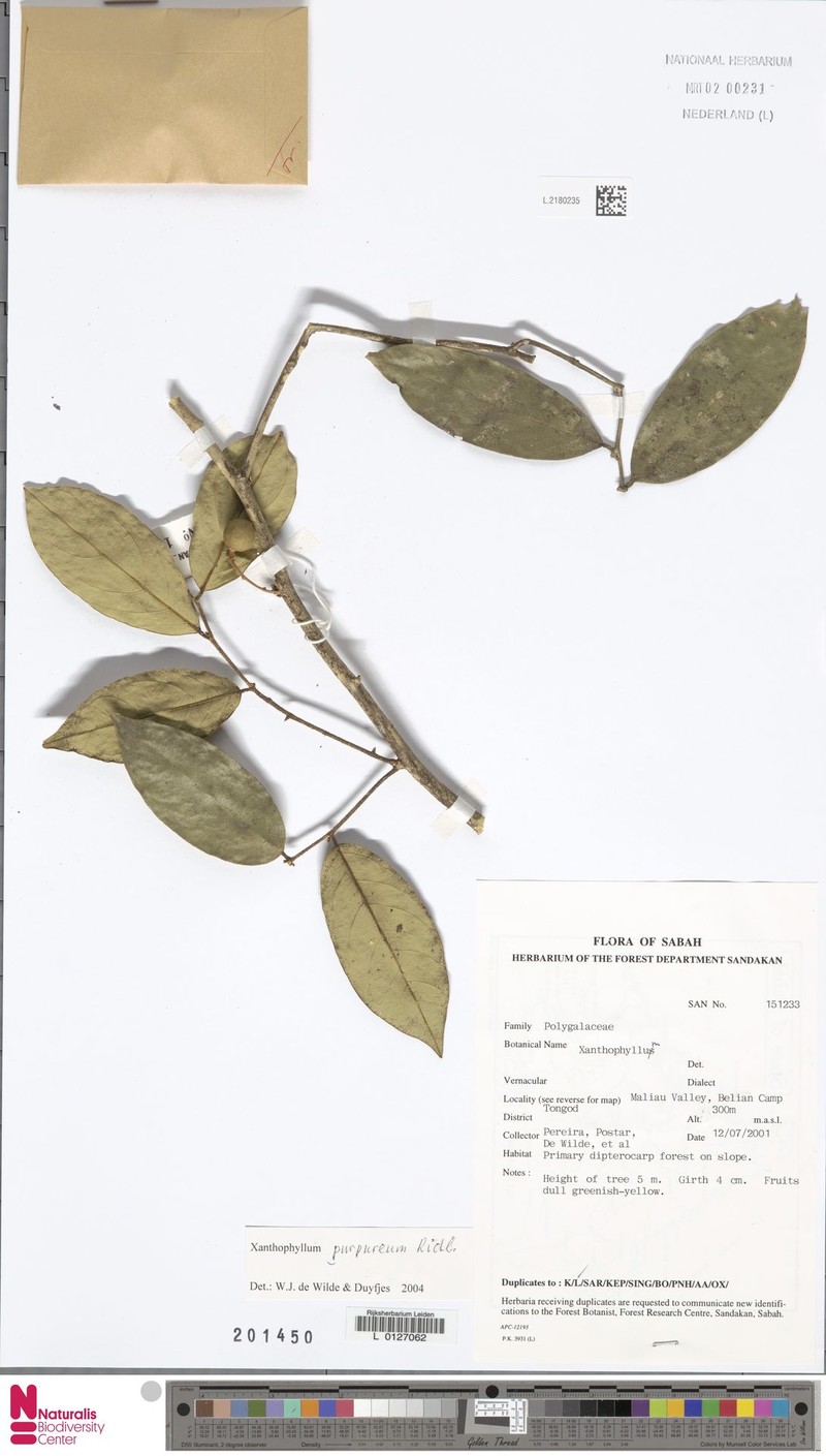 Xanthophyllum purpureum photo 2