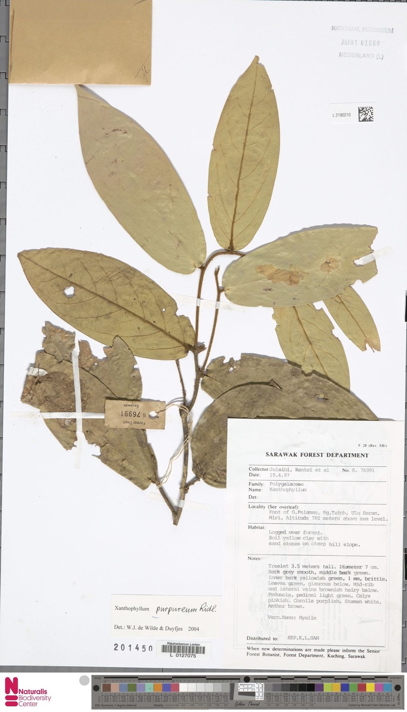 Xanthophyllum purpureum photo 3