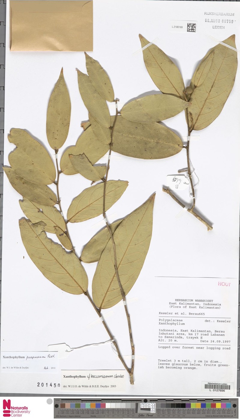 Xanthophyllum purpureum photo 4